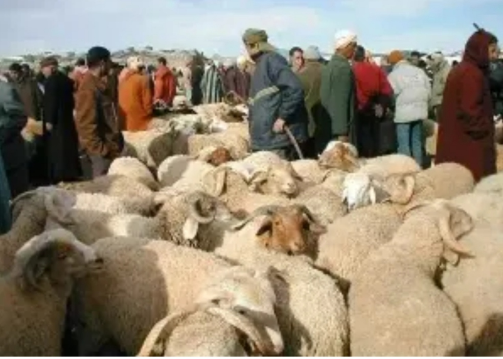 خبر هام يخص توزيع أضاحي العيد على الأسر المعوزة