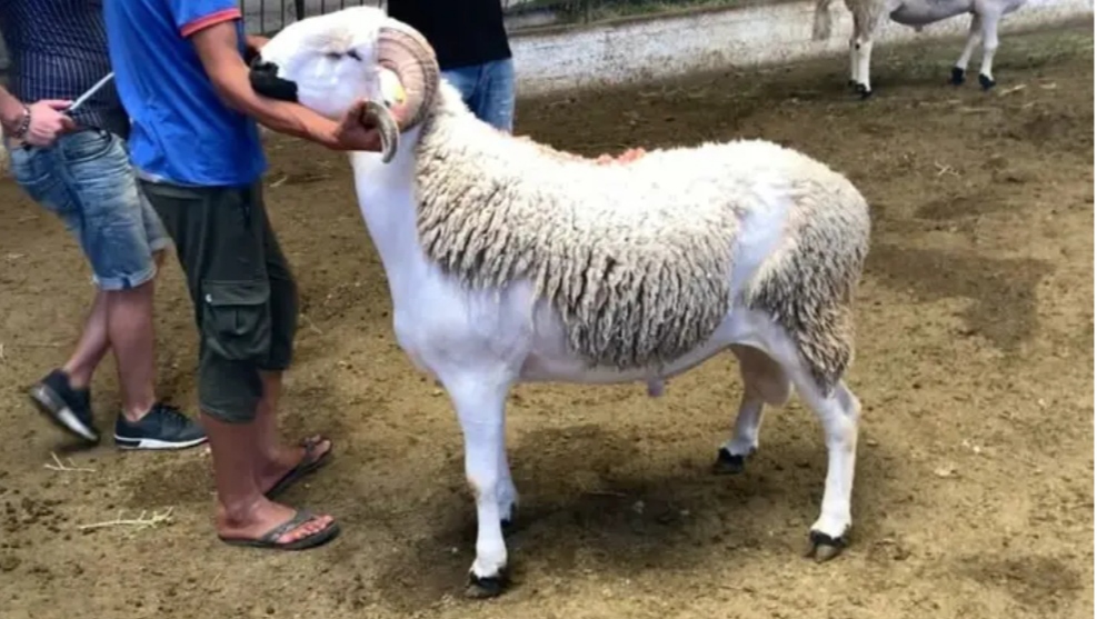 وزارة الفلاحة تصدر قرارا صارما بخصوص أضاحي العيد