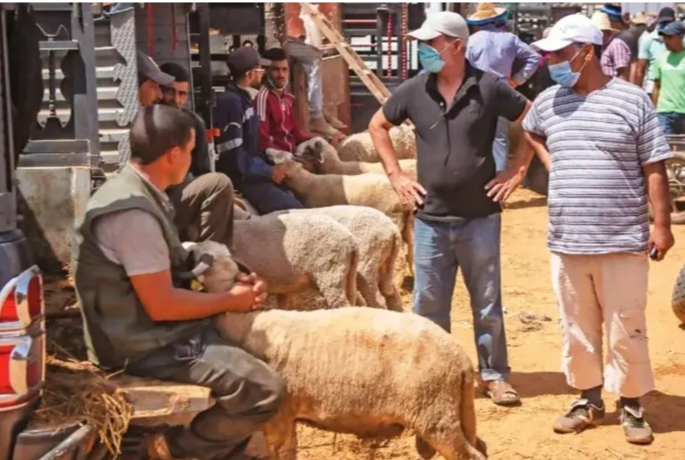 بشرى سارة للبيضاويين قبل يوم عيد الأضحى